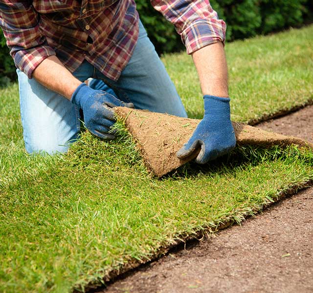 Tips for laying sod