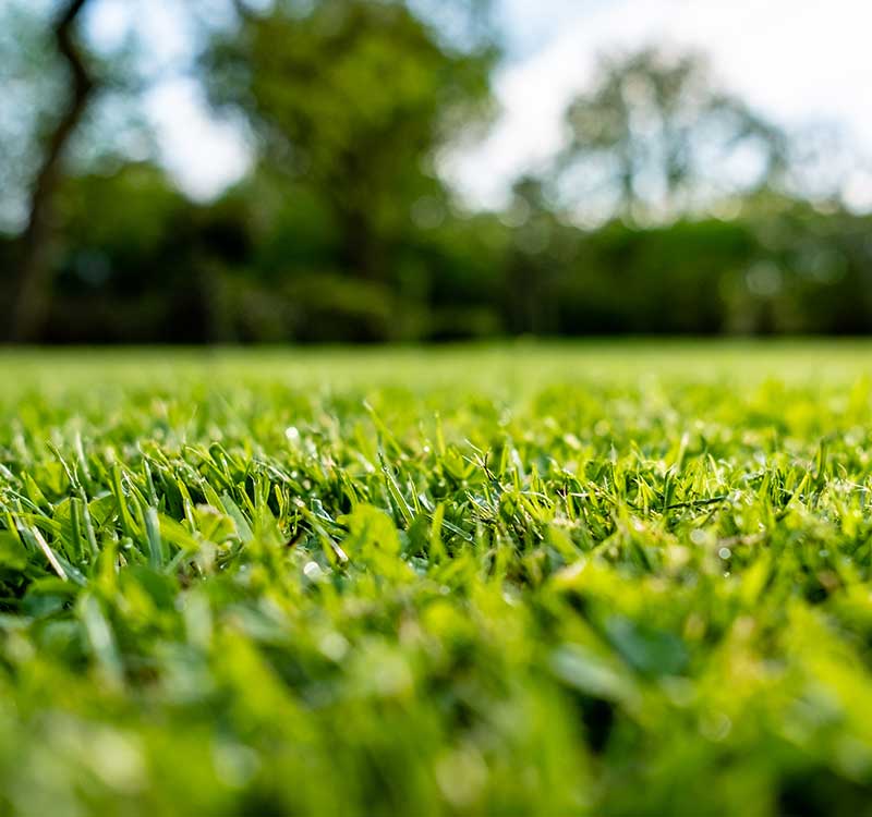 benefits-of-lawns