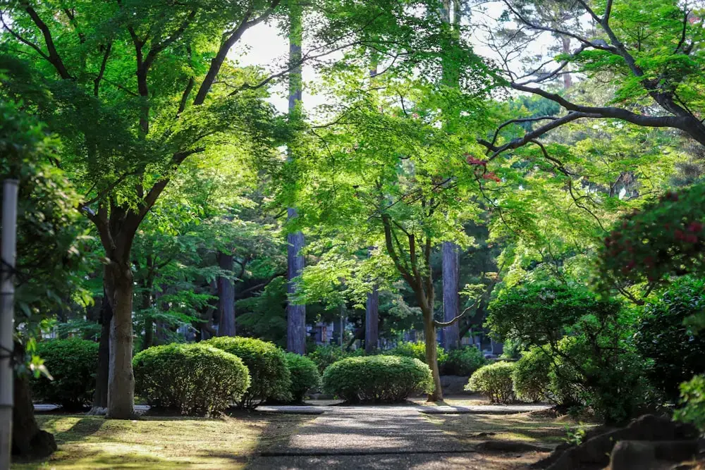 evergreen-garden