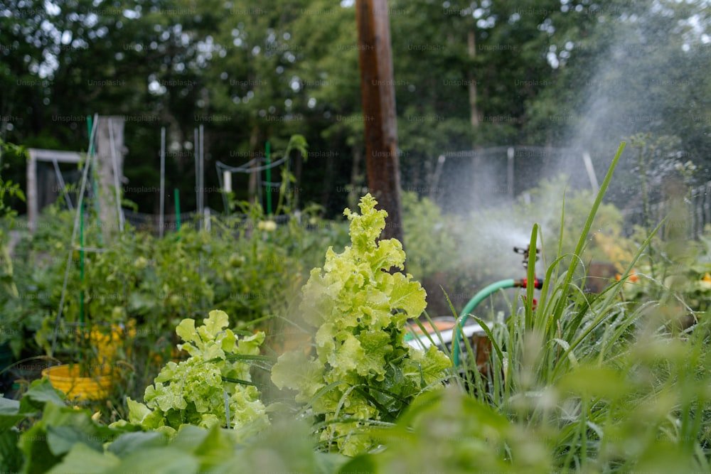 irrigation-&-sprinkler-systems-installation