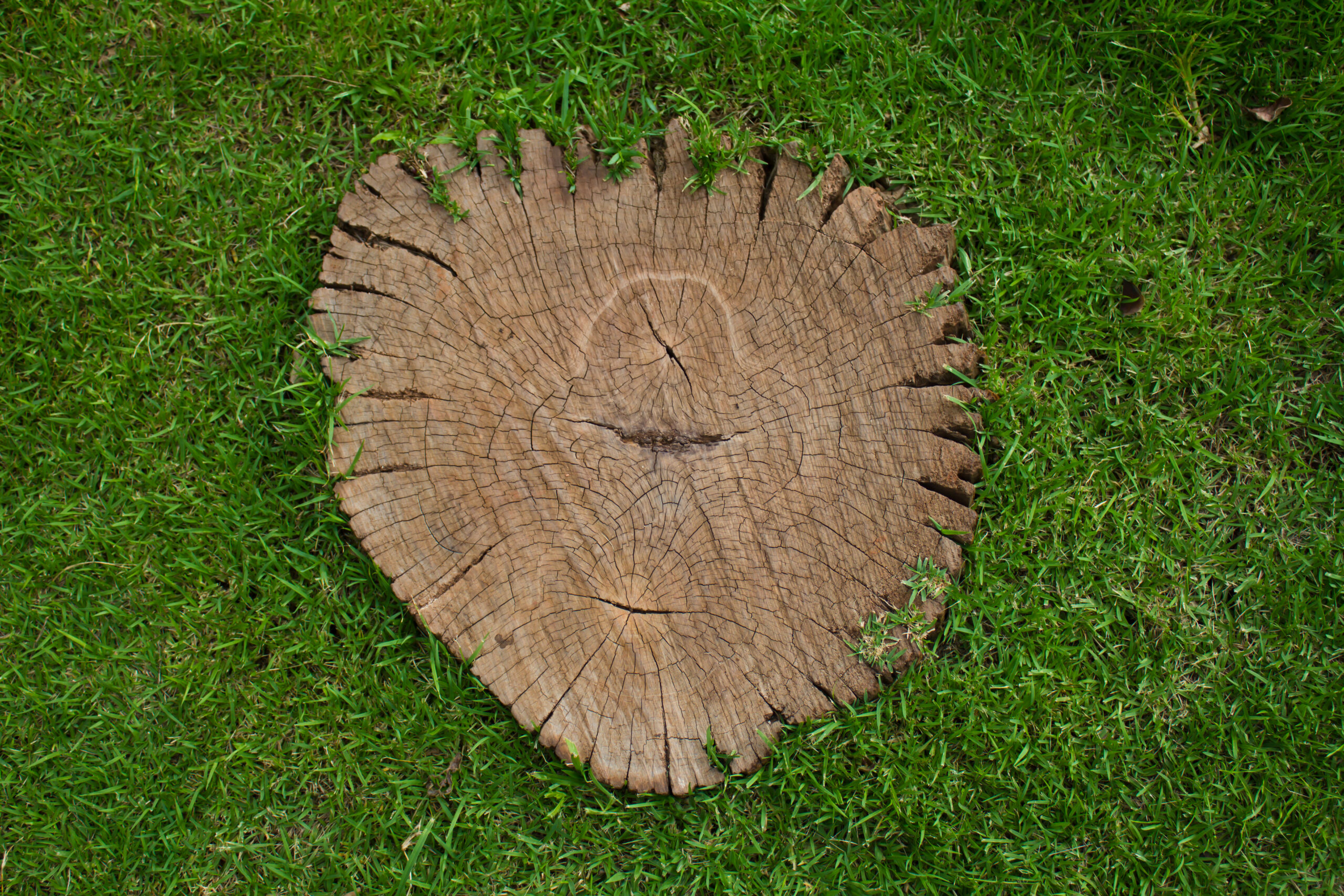 Why is Tree Stump Removal Important?