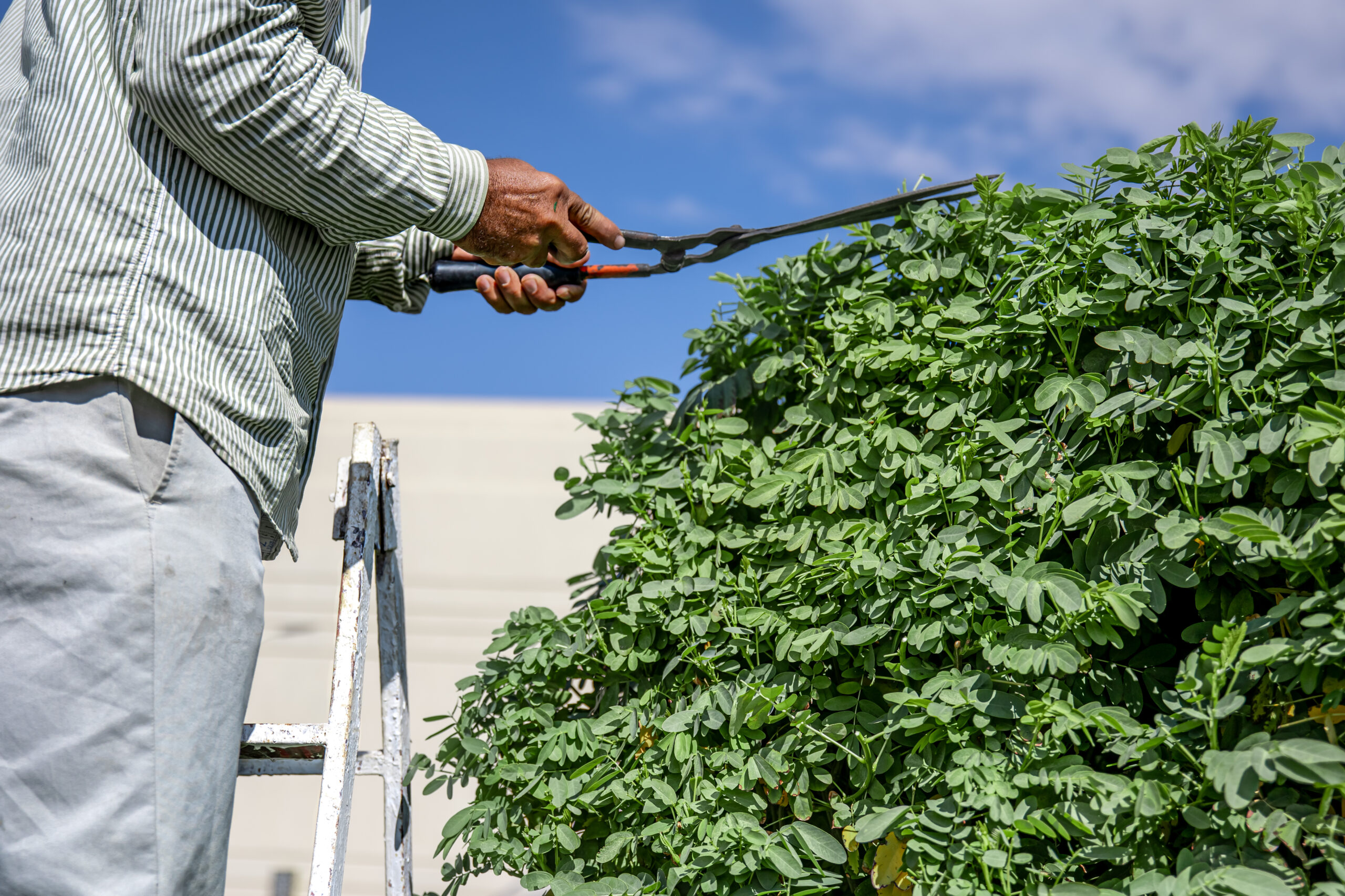 What is the Best Season for Trimming?