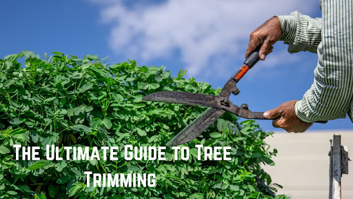 ultimate guide to Tree trimming