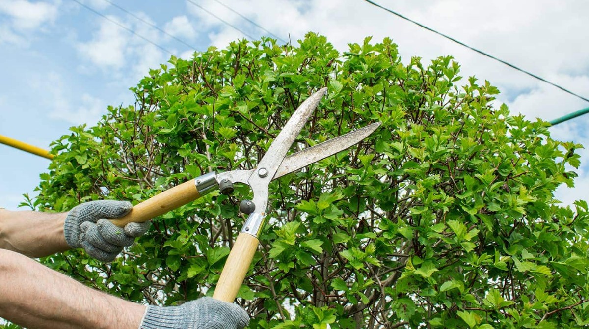 EASY TIPS FOR EFFECTIVE TREE TRIMMING AND PRUNING