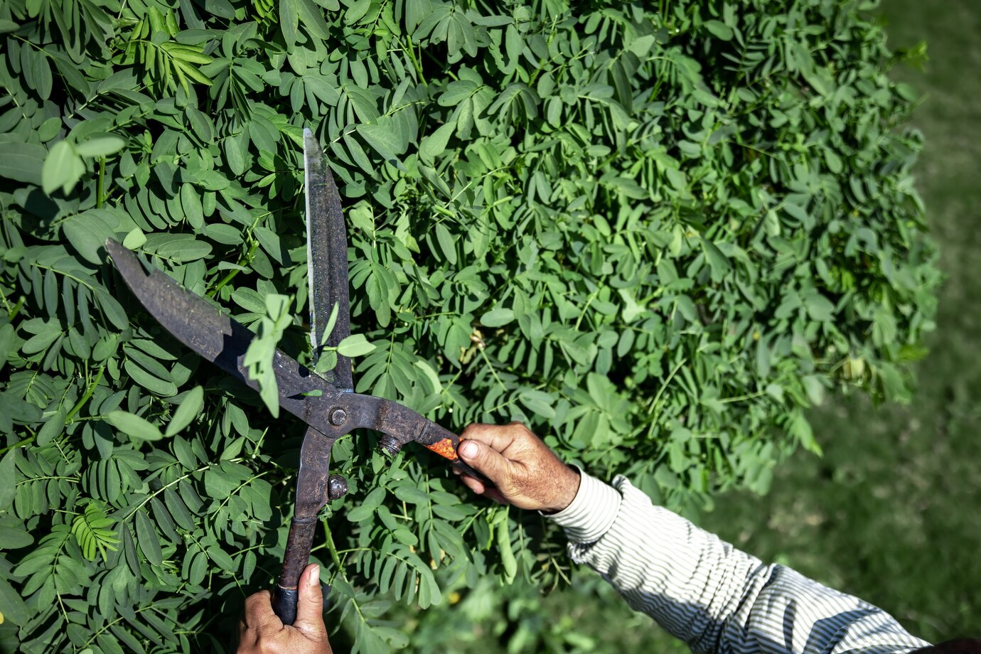 Hedge Shears