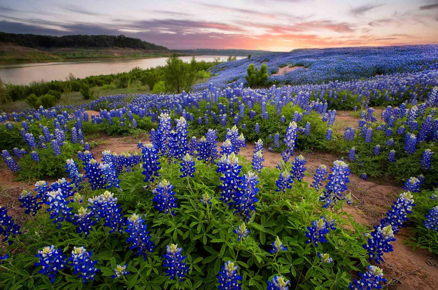 Plant Texas Native Plants