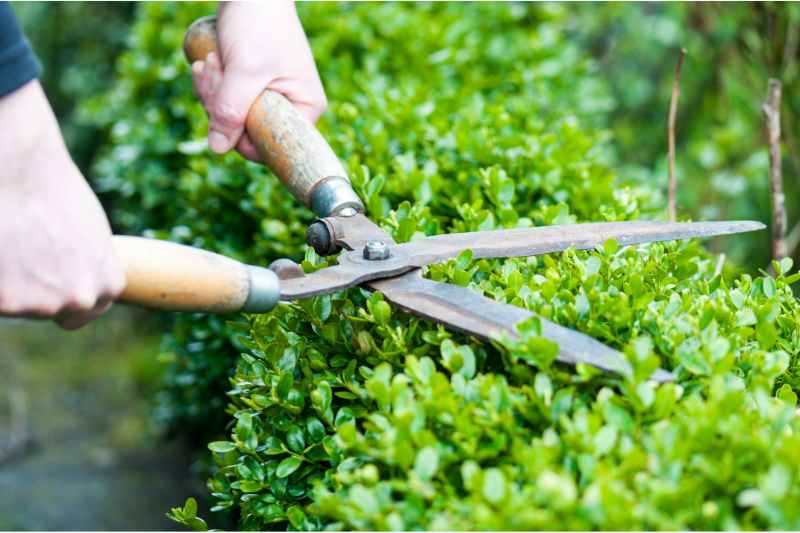 Regularly Prune and Trim for creating low maintenance yard