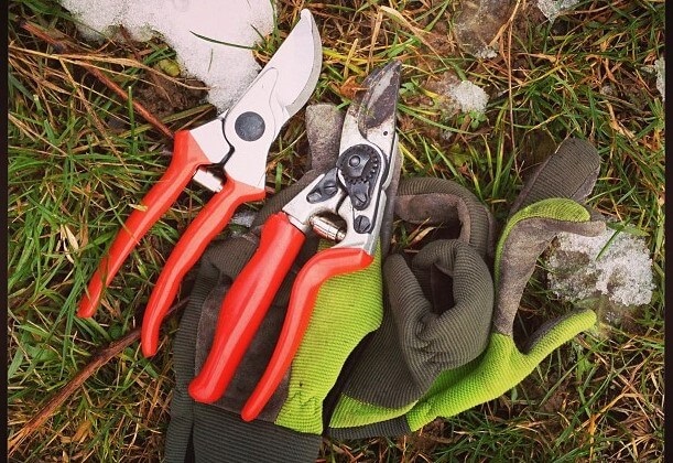 Appropriate Tools for Tree Trimming and Pruning