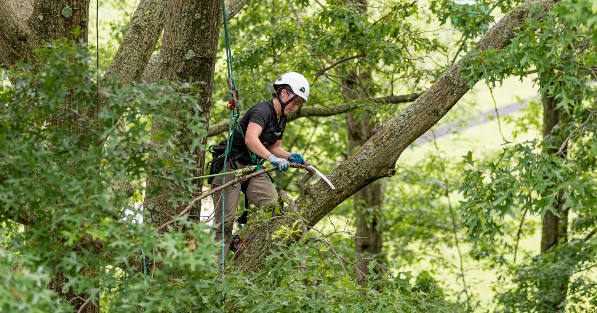 safe techniques for tree trimming and pruning