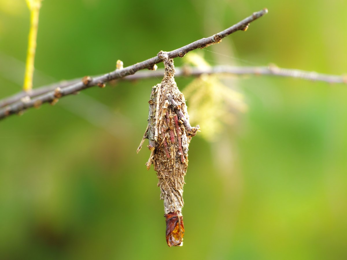 Bagworms