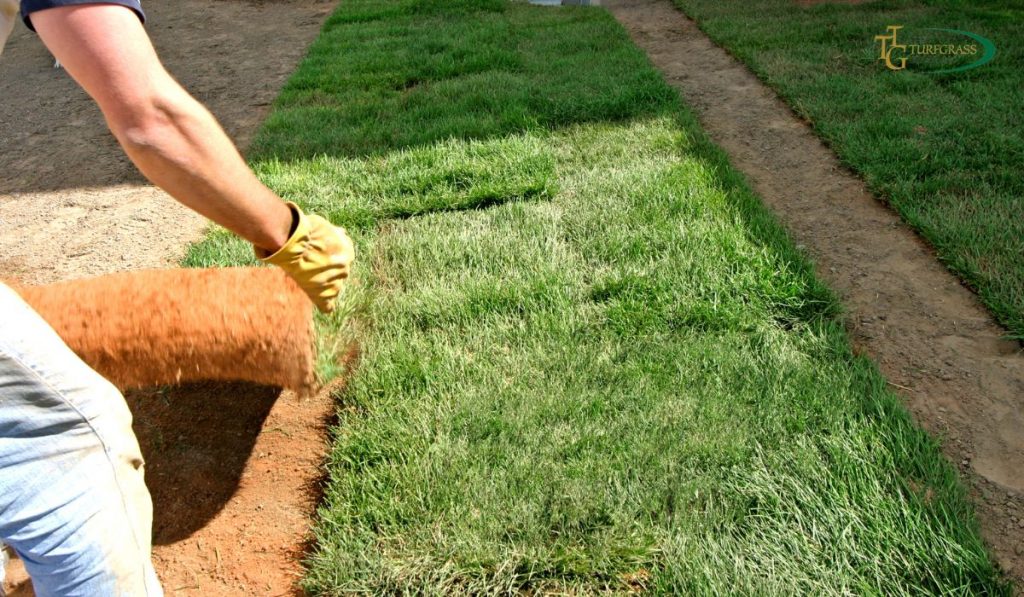 Bermuda Grass Sod measuring area