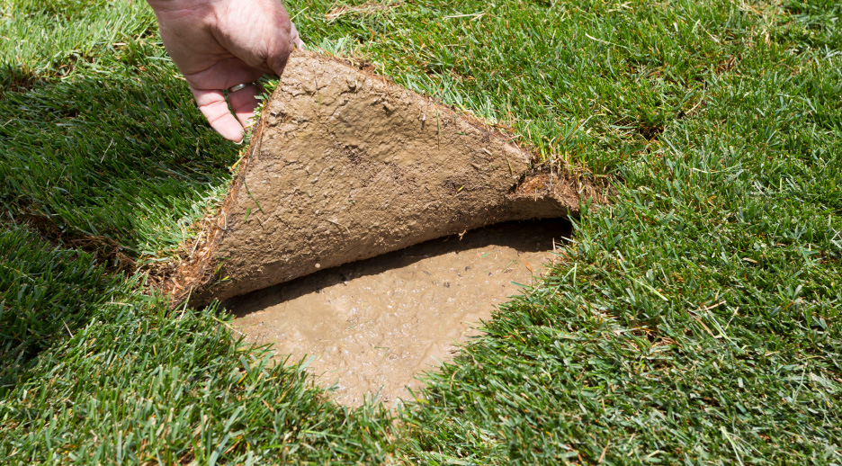 Check the Soil After sod Installation