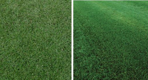 Difference Between Bermuda Grass And Regular Grass