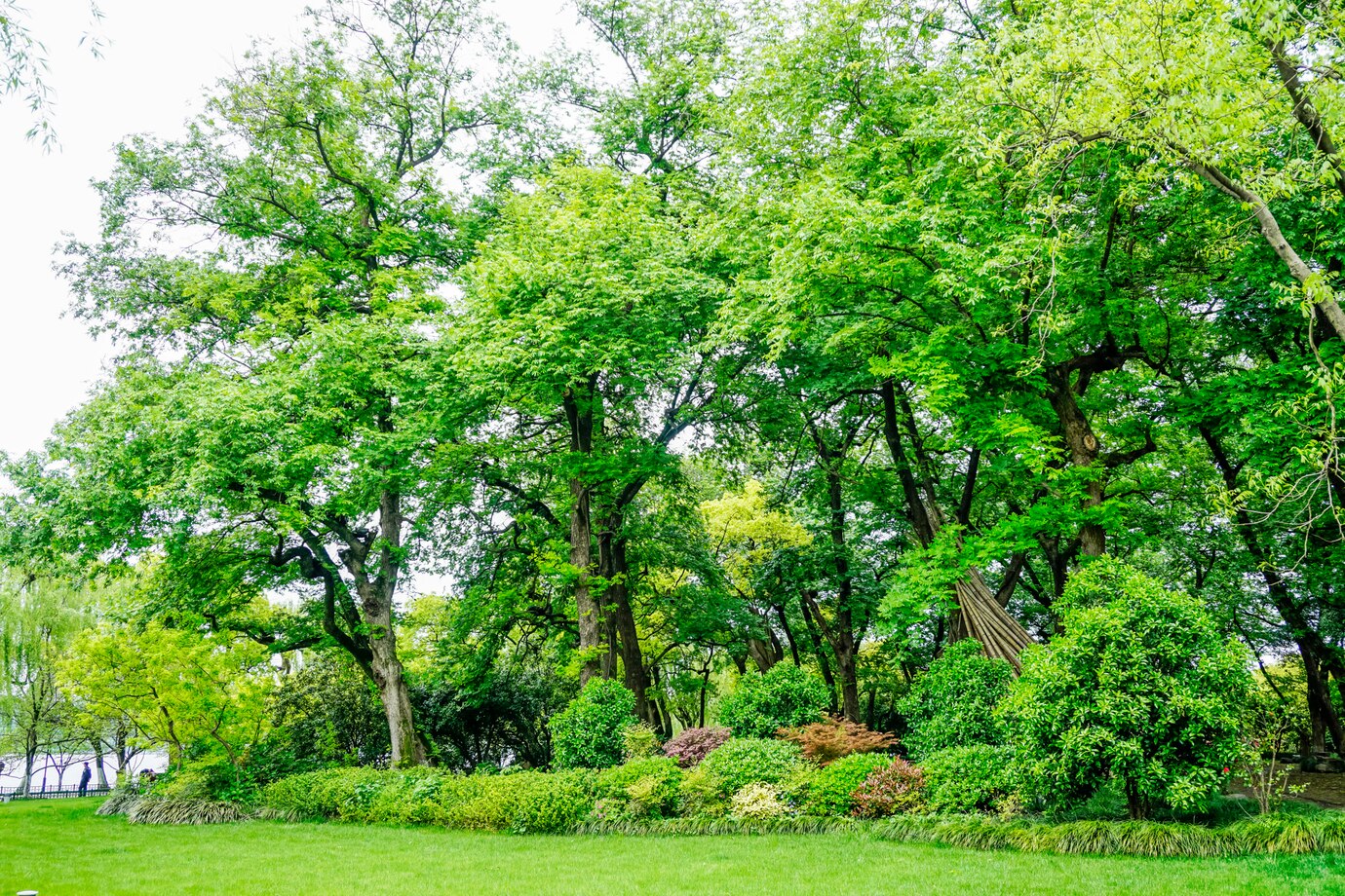 Healthy Tree Tips: How to Maintain Strong and Disease-Free Trees