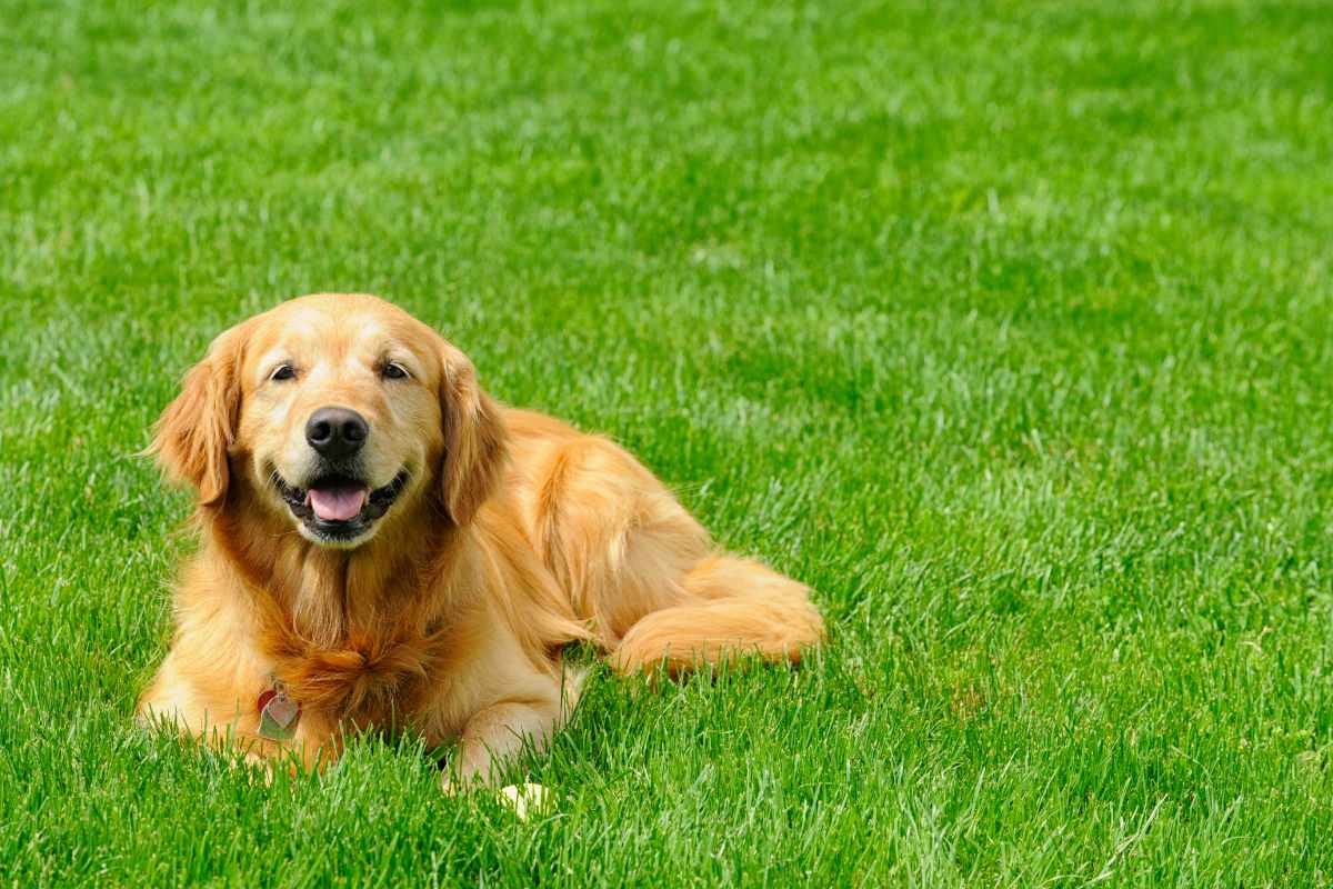 How Long Should You Keep Dogs off New Sod?