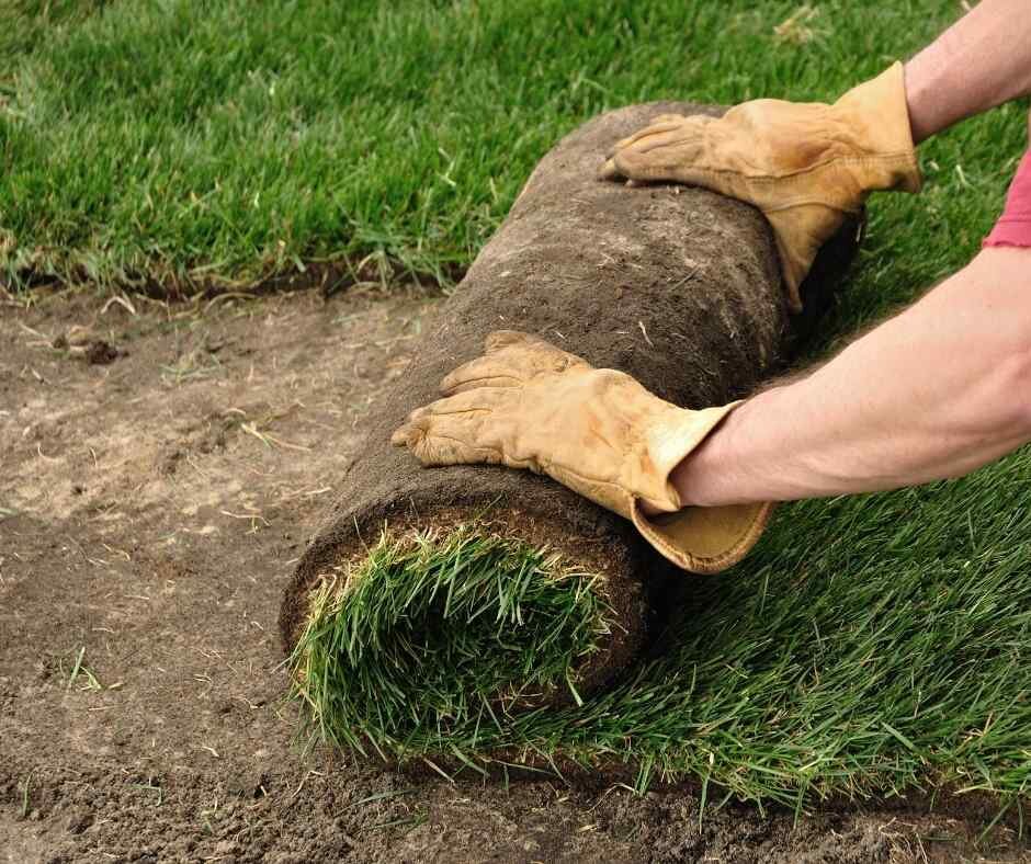 How Wet Should You Keep New Sod?