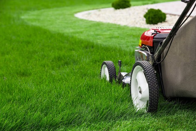 Mow When Necessary After sod Installation