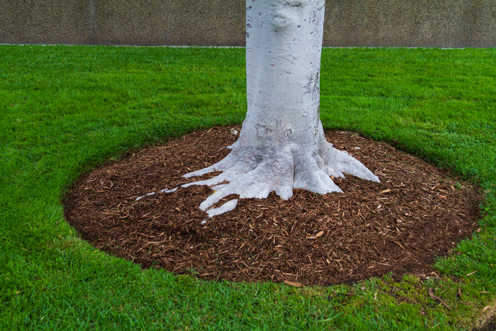 Mulching Around for Health Trees