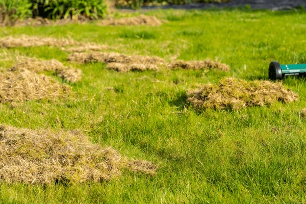 Removing Old Grass and Debris