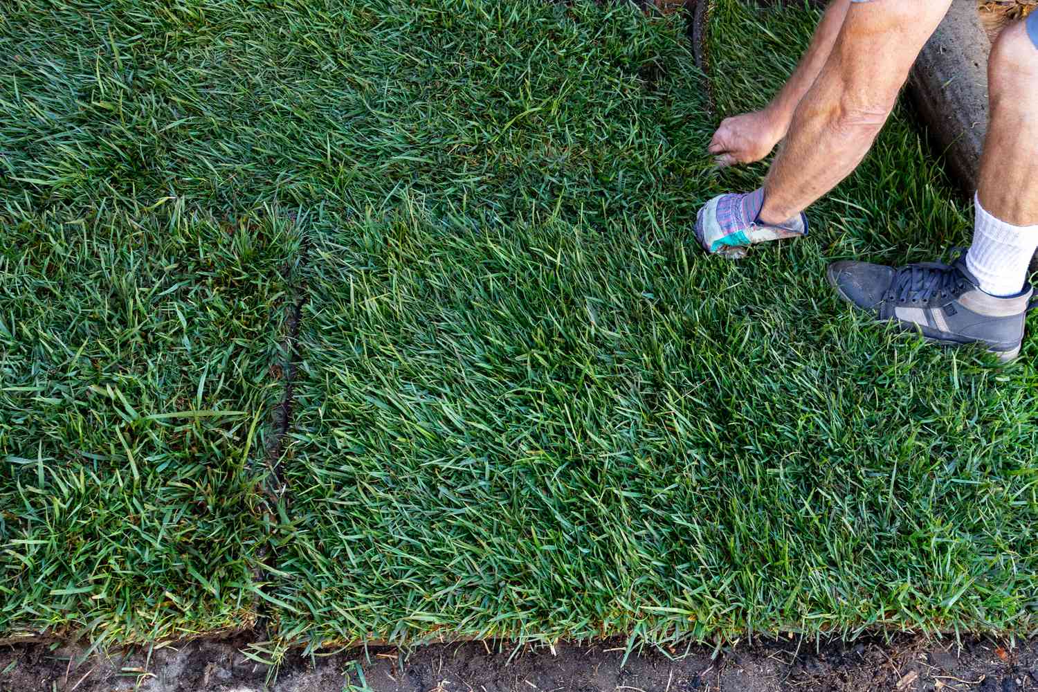 Sod Care and tips