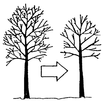 Trees Pruning