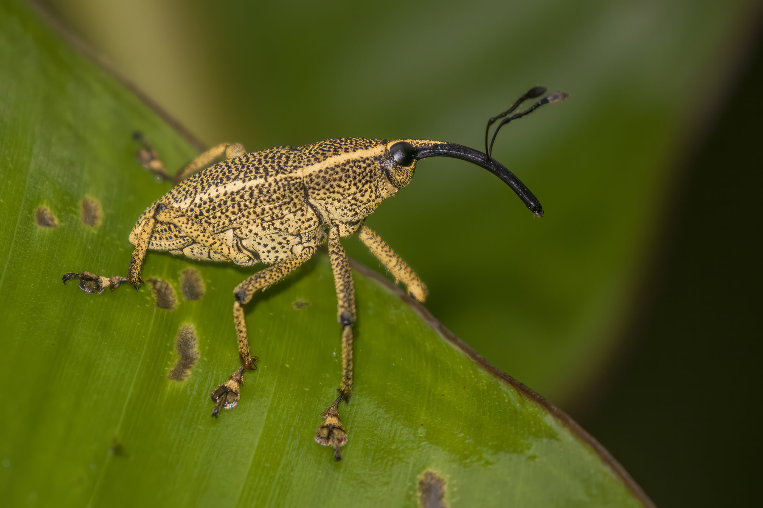 Weevils